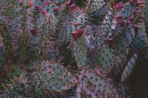 A dense cluster of prickly pear cacti with flat, paddle-shaped green pads covered in spines. The pads bear vibrant red fruit, adding a touch of color to the otherwise muted tones of the cactus.
