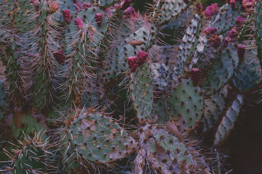 green cactus plant