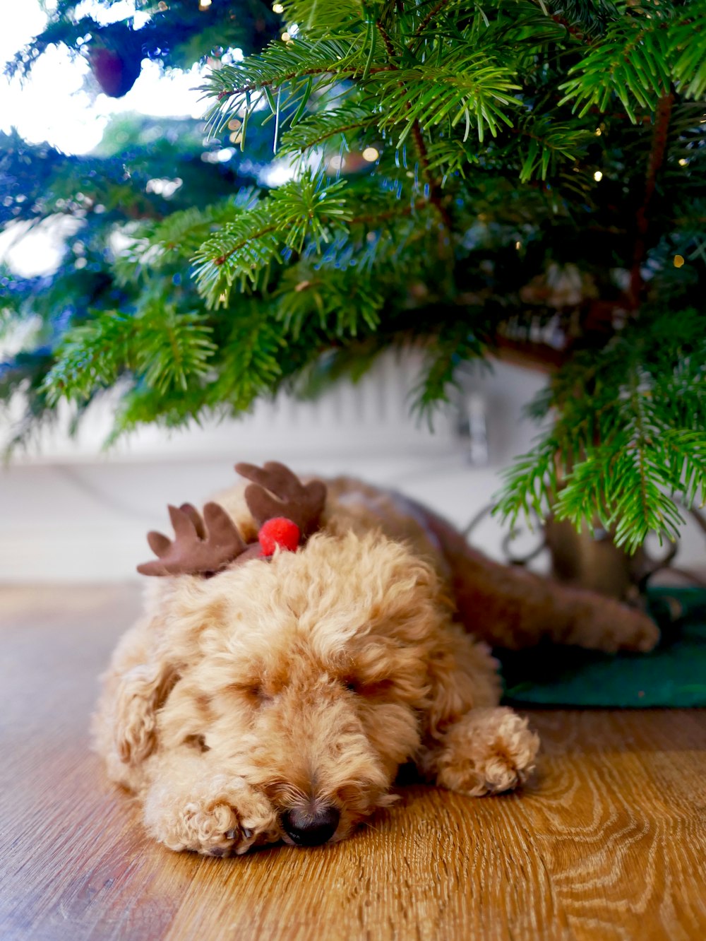 brown poodle puppy under Christmas tree