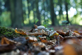 Small group enjoying mushroom picking in dense Dzūkija forest on a calm day