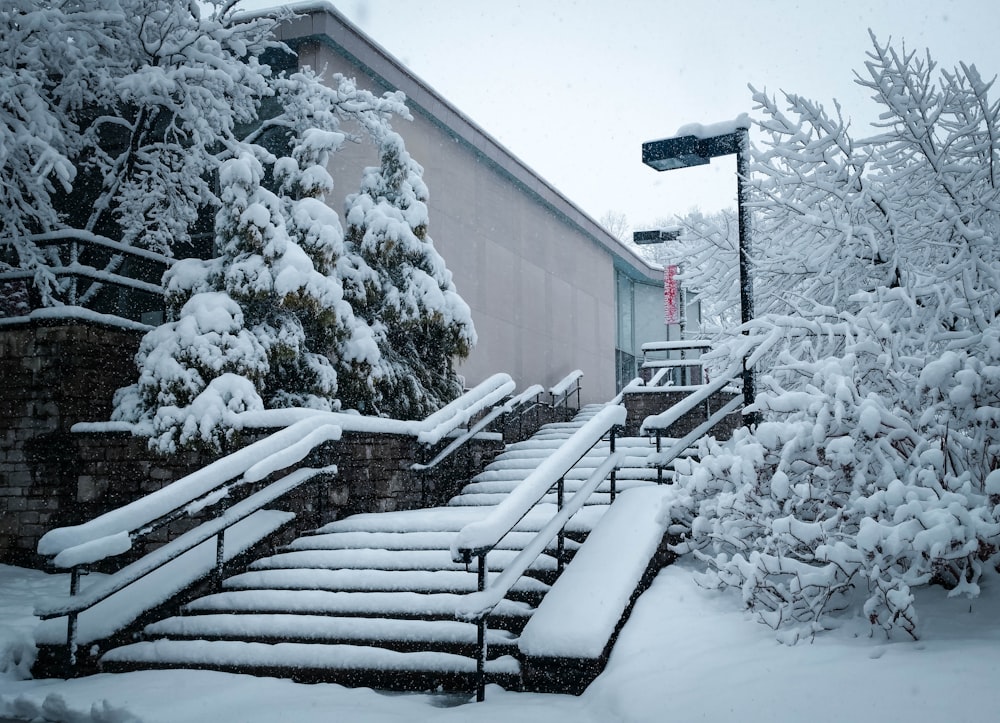 snow covered trees and plants by building during daytime