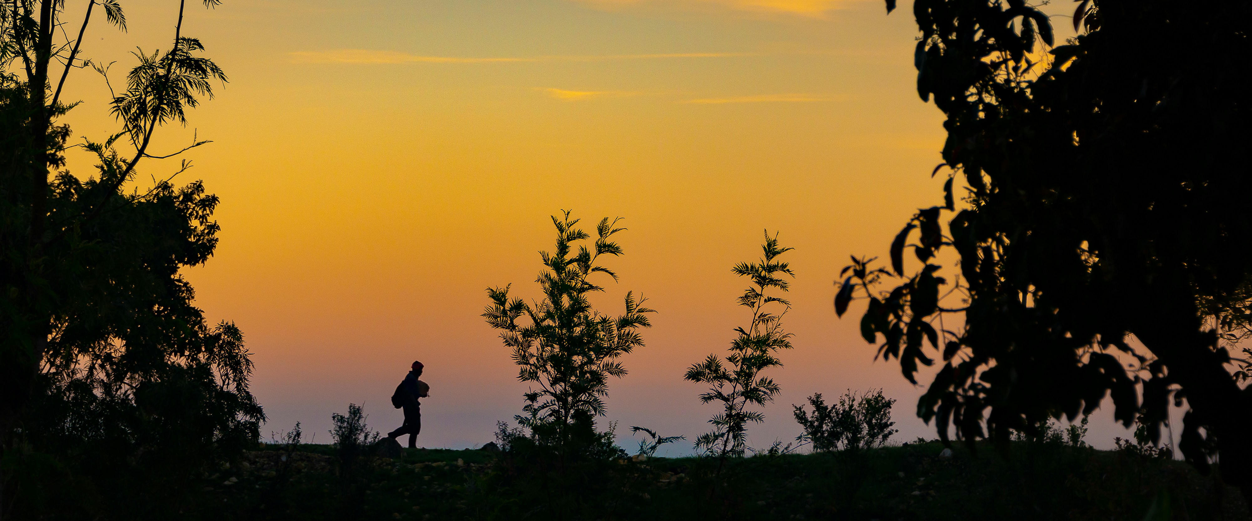 silhouette of person and trees during golden hour haiti teams background