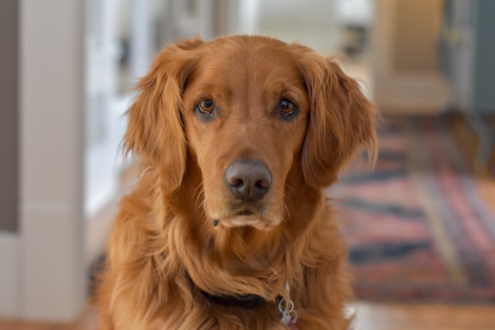 adult golden retriever in close-up photography
