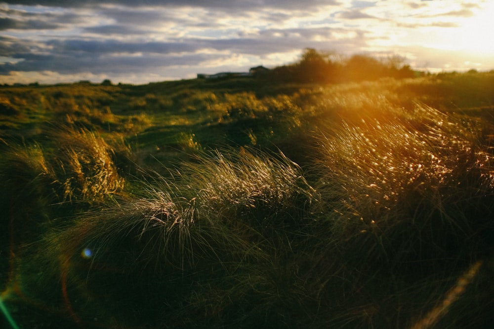 grass field