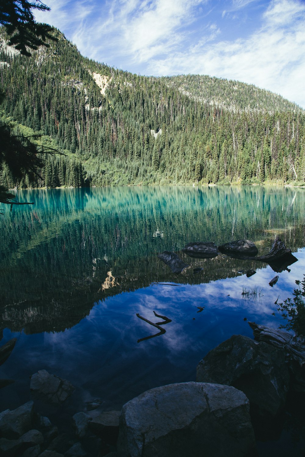 nature photography of pine trees surrounding body of water during daytime