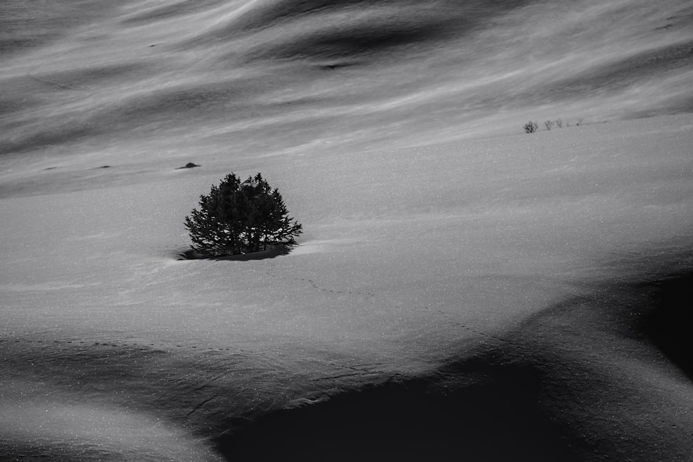 tree on gray field