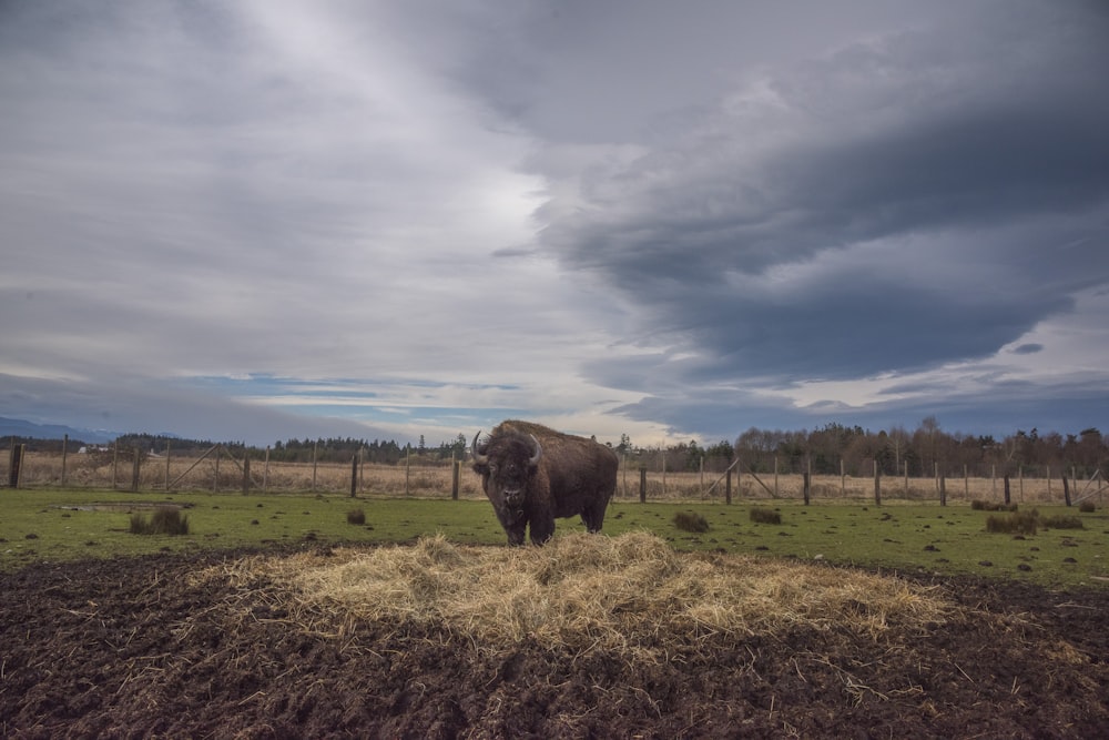 Bisonte marrone sul campo d'erba sotto il cielo bianco