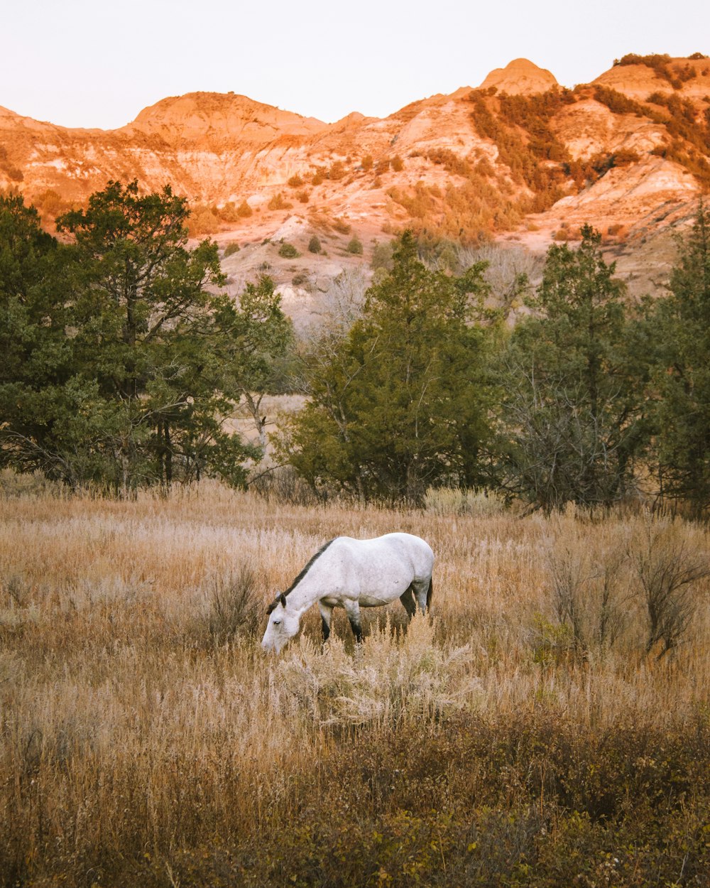 white horse near trees