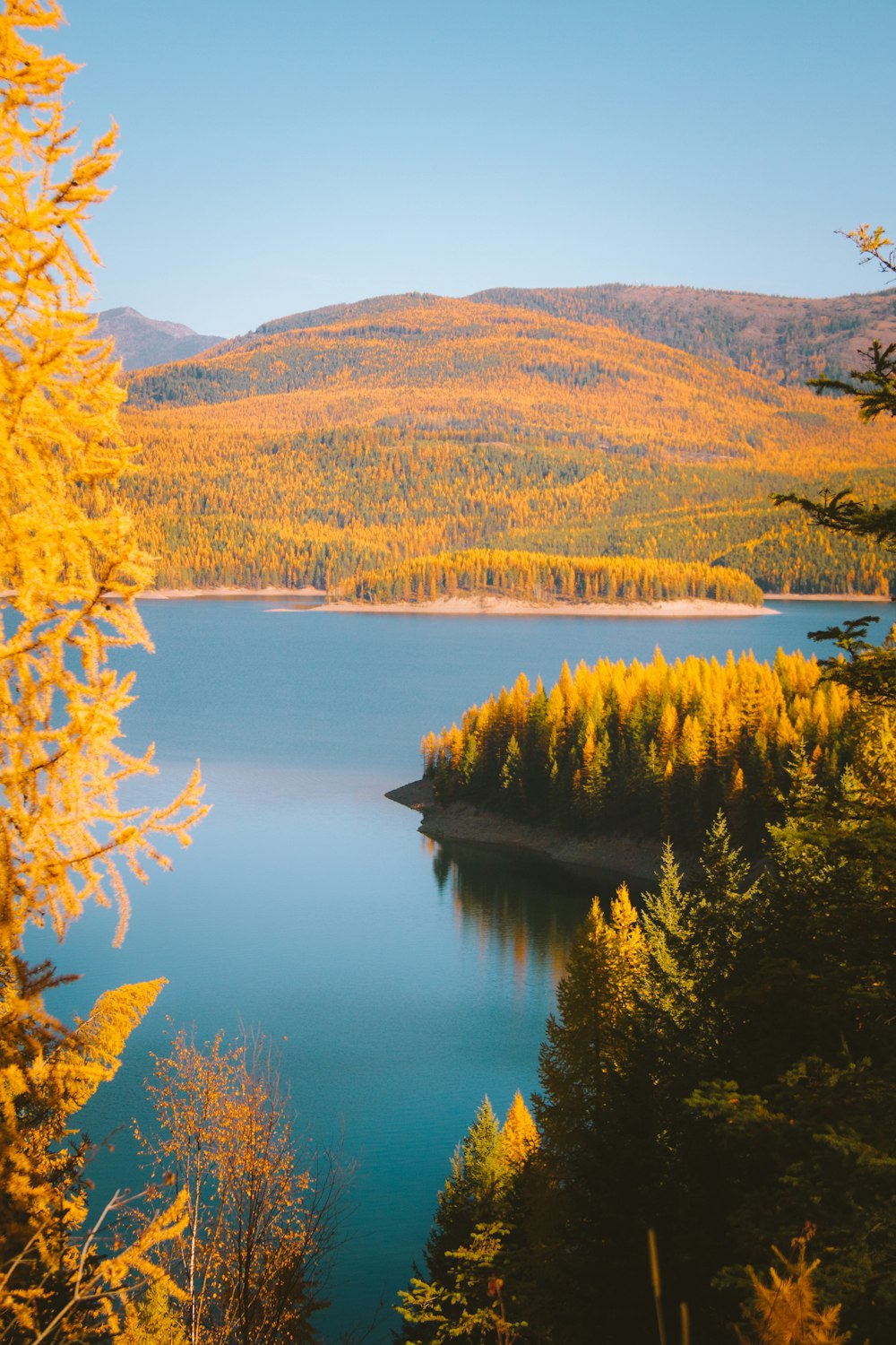 yellow flowers beside calm body of water