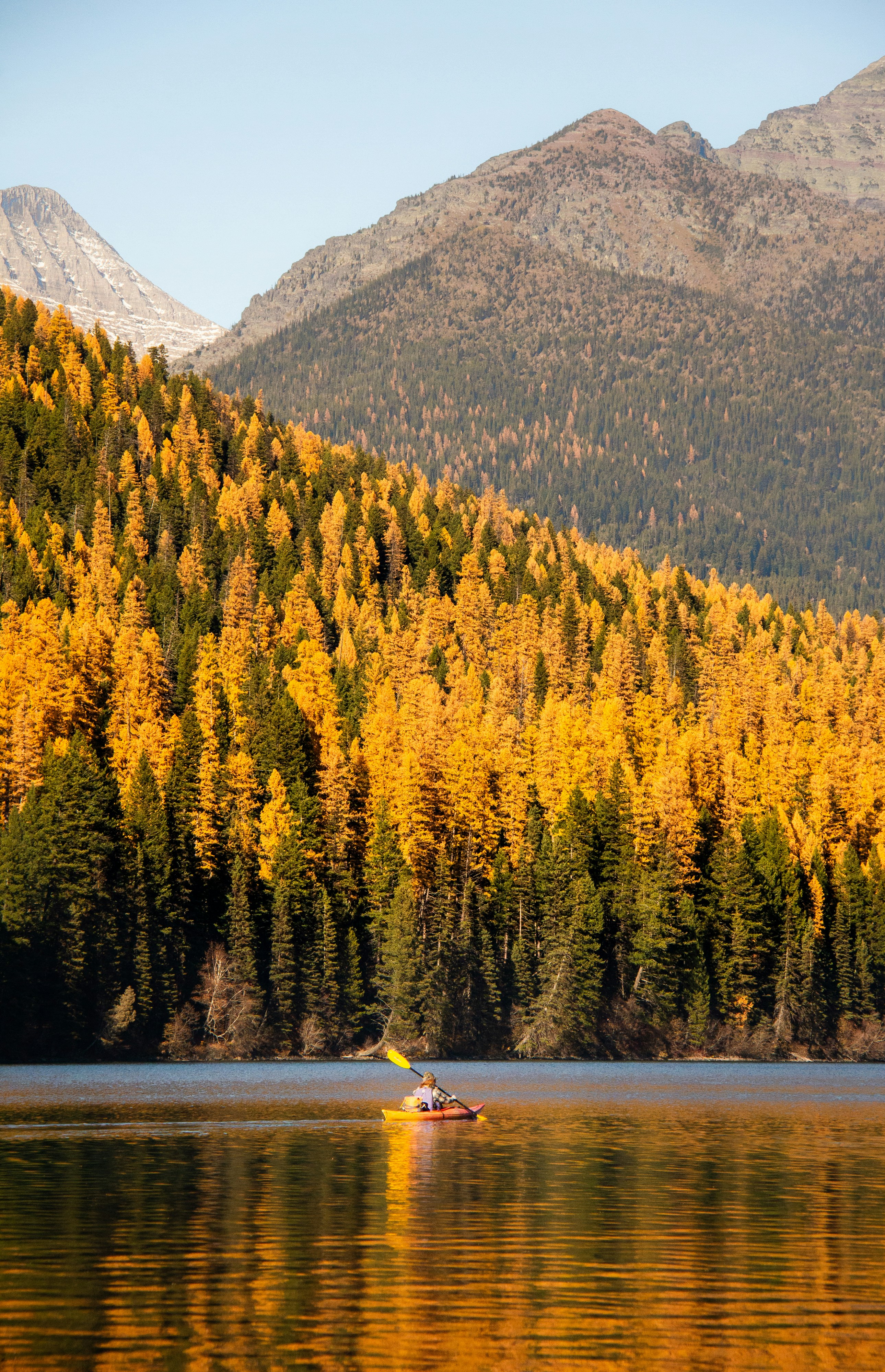 brown and black trees painting