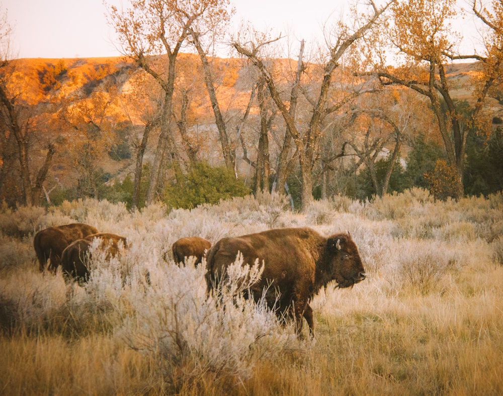 brown bison on grass field during daytime