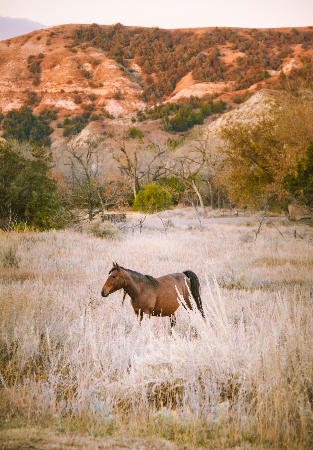 brown horse on brown field