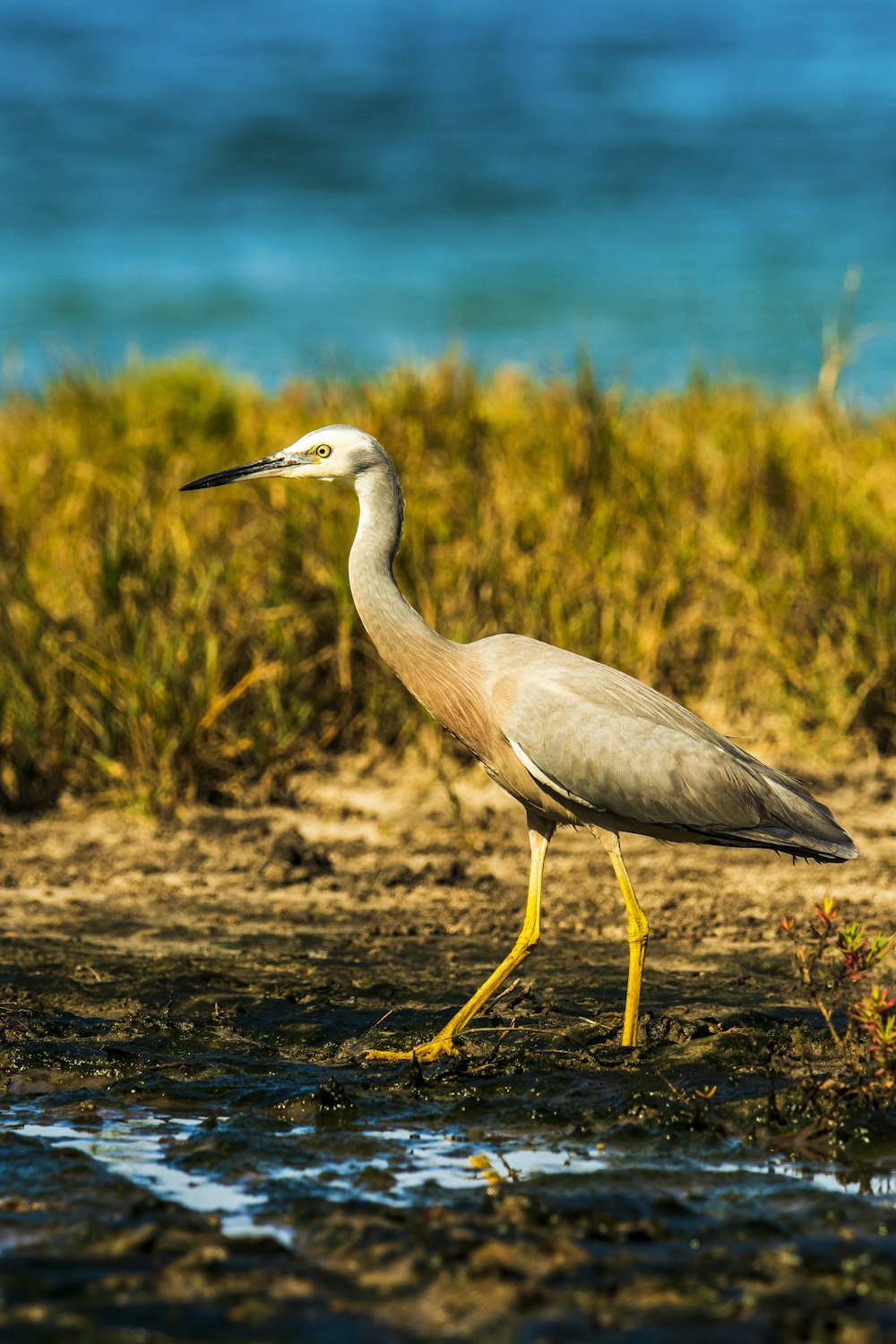 gray seagull beside lake