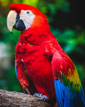 Scarlet Macaw porches on tree branch