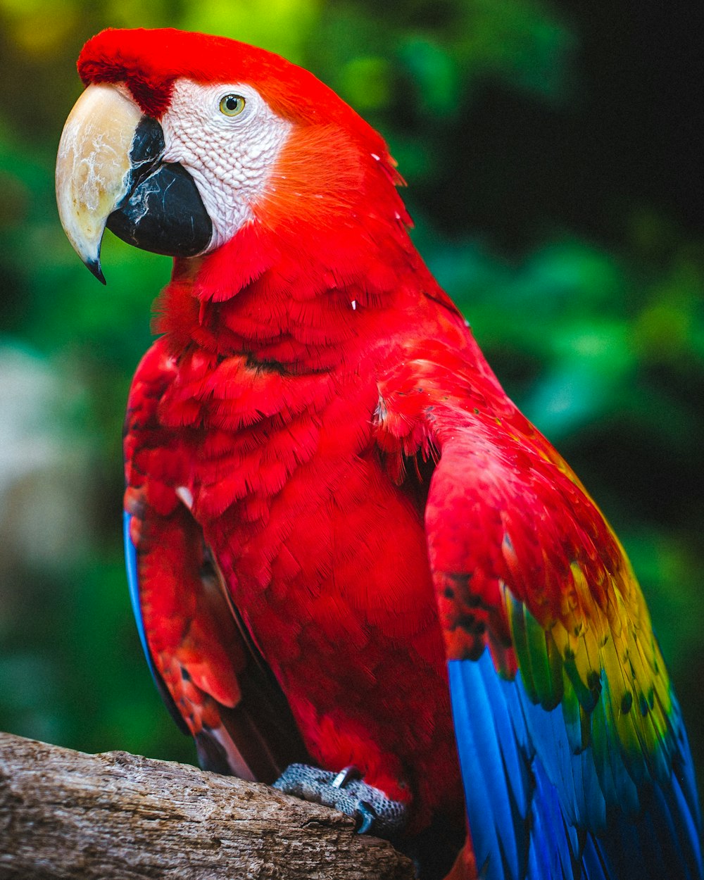 木の枝に緋色のコンゴウインコのポーチ