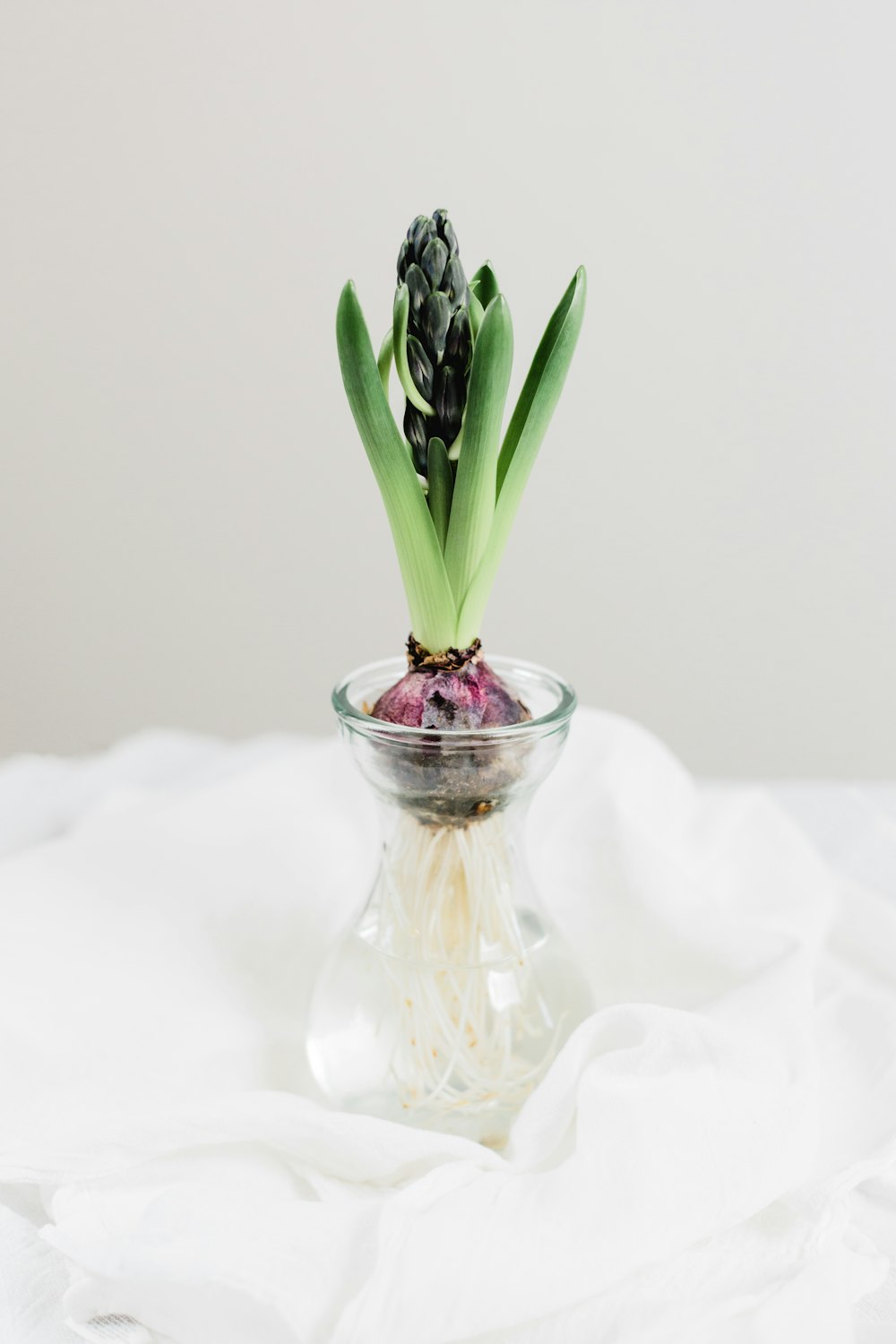 green plant in clear glass jar