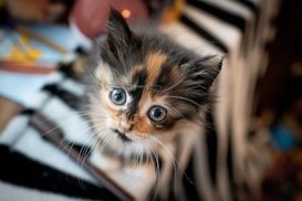 A small kitten with large, curious blue eyes is captured in the image. The fur is a mix of black, orange, and white, adding to the kitten's adorable and fluffy appearance. The background is slightly blurred, creating a focus on the kitten's face and its whiskers are prominently visible.