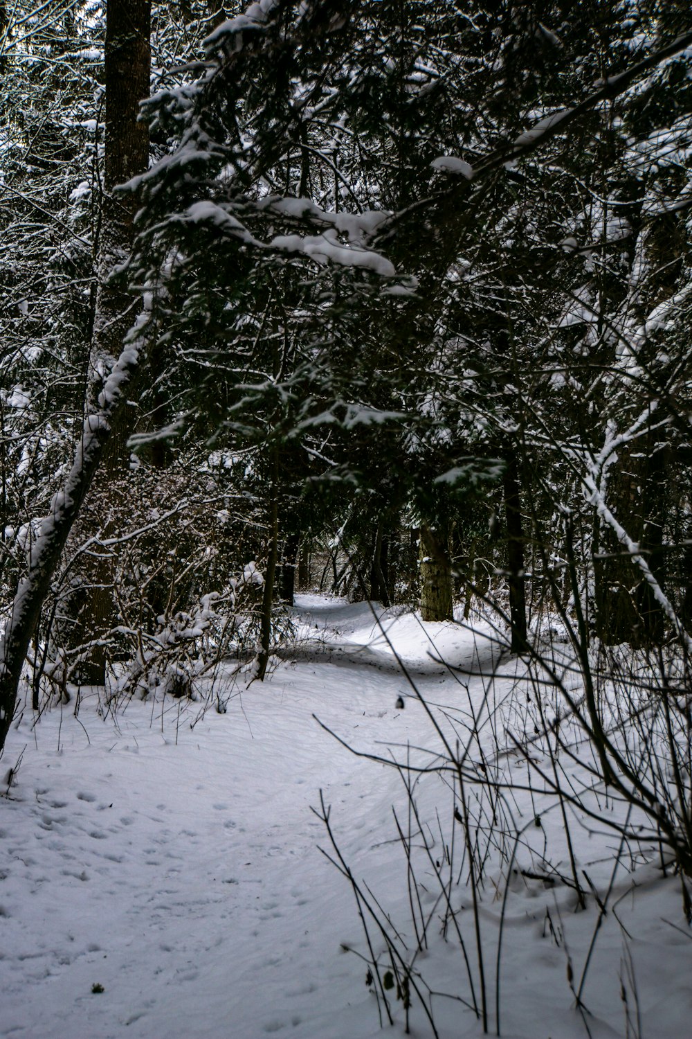 icy covered tree