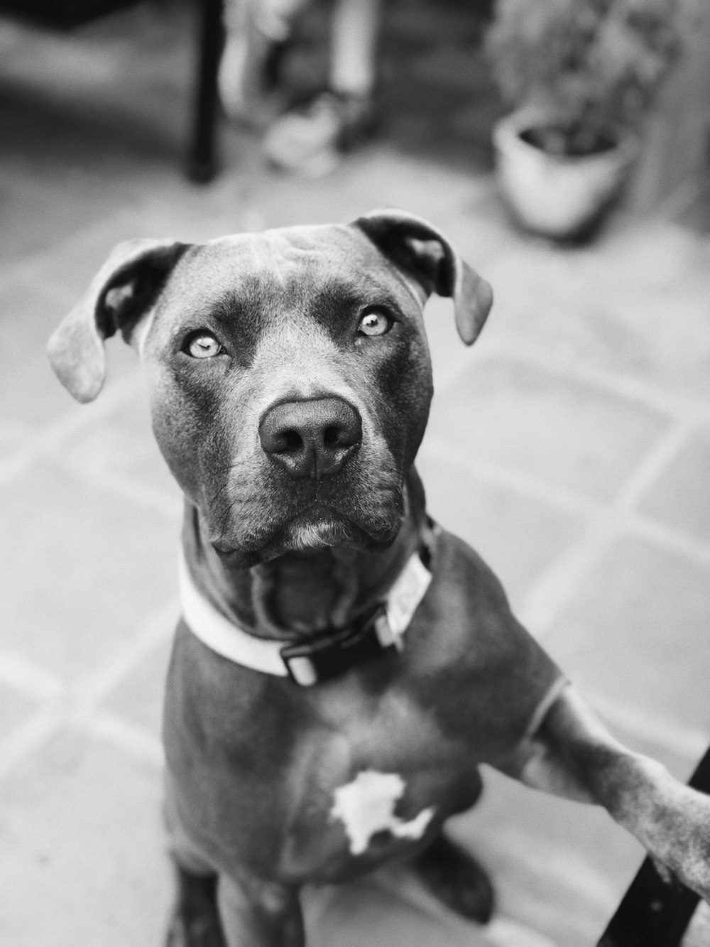 grayscale photography of American pit bull terrier