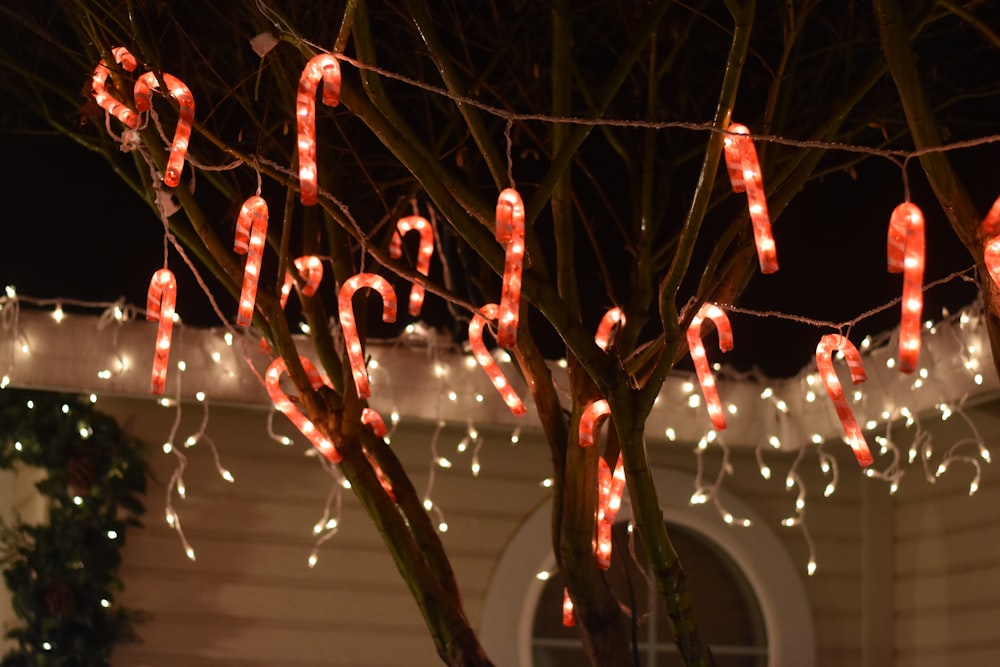 Tiges de bonbon rouges et blanches guirlandes lumineuses sur l’arbre la nuit