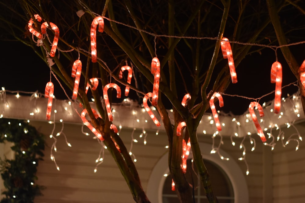 bastones de caramelo rojos y blancos cuelgan luces en el árbol durante la noche