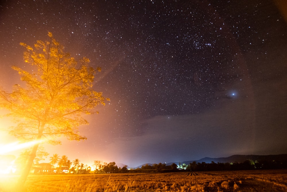 tree under night sky