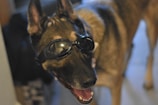 A dog with tan and black fur is wearing dark goggles. The dog appears to be indoors, facing the camera with its mouth slightly open, giving an impression of happiness or excitement.