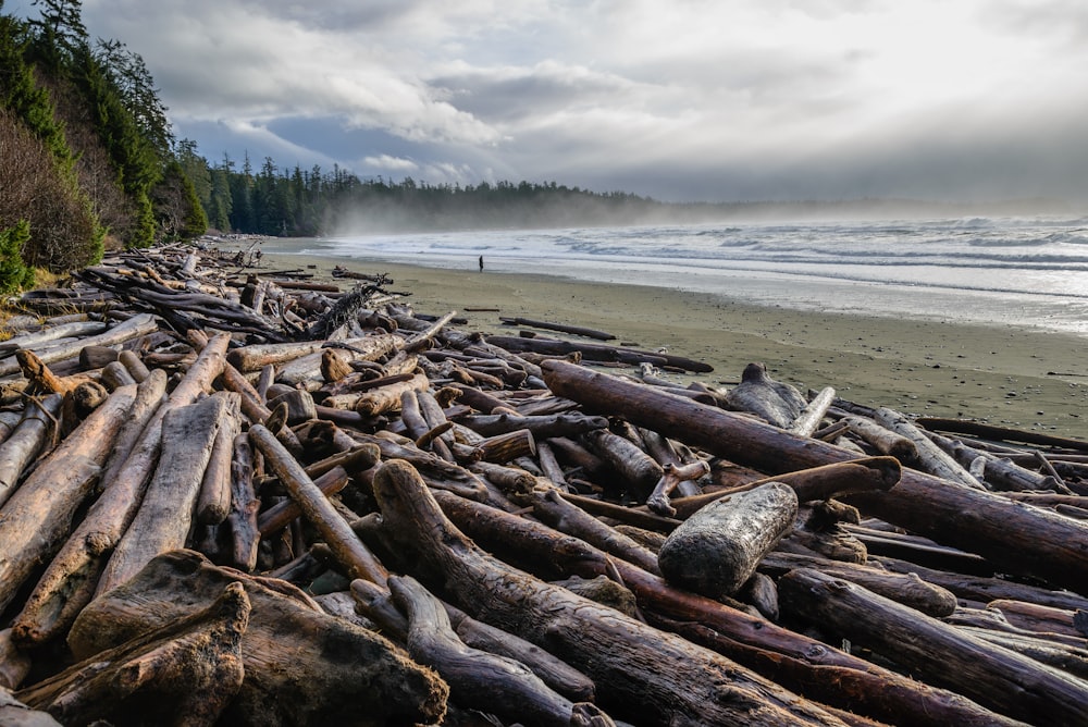pile of driftwoods near shore