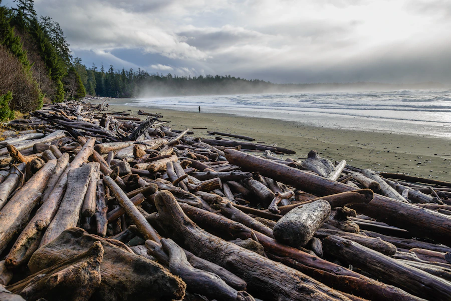 A large pile of weathered driftwood arranged along the Tofino shoreline after a storm