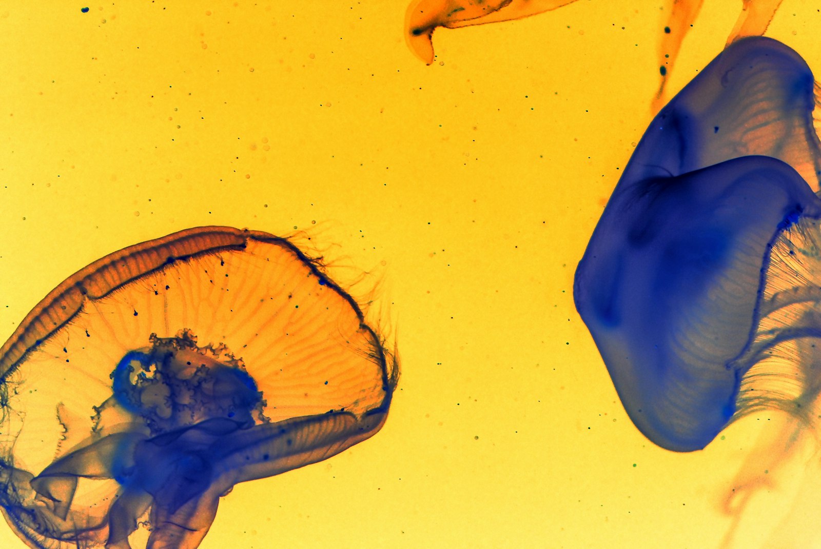 Sigma 150mm F2.8 EX DG Macro HSM sample photo. Blue and yellow jellyfish photography