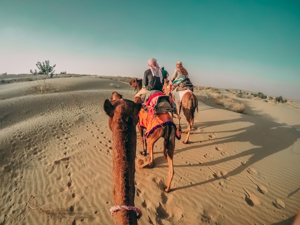 four people on their respective camels