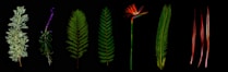 seven assorted-color leaf clip art