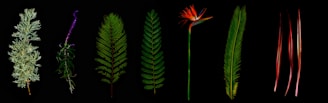seven assorted-color leaf clip art