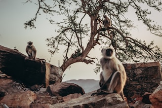 A group of monkeys is perched on rocky terrain surrounded by sparse trees. The setting appears to be natural and open, with a backdrop of distant mountains and a soft, muted sky.