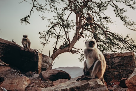 A group of monkeys is perched on rocky terrain surrounded by sparse trees. The setting appears to be natural and open, with a backdrop of distant mountains and a soft, muted sky.