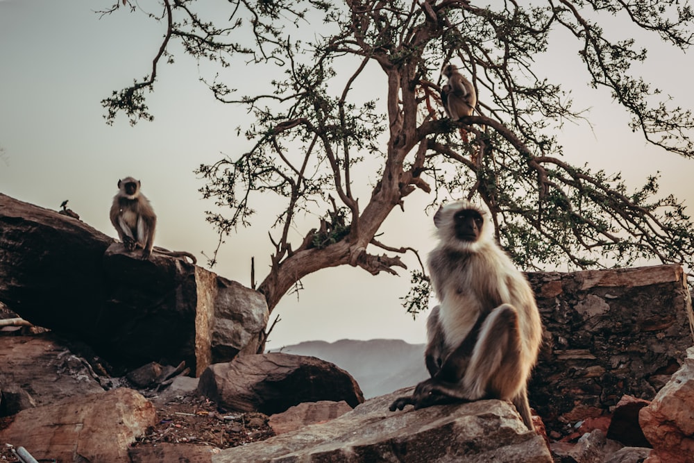 3 monkeys on rocky ledge with lone tree
