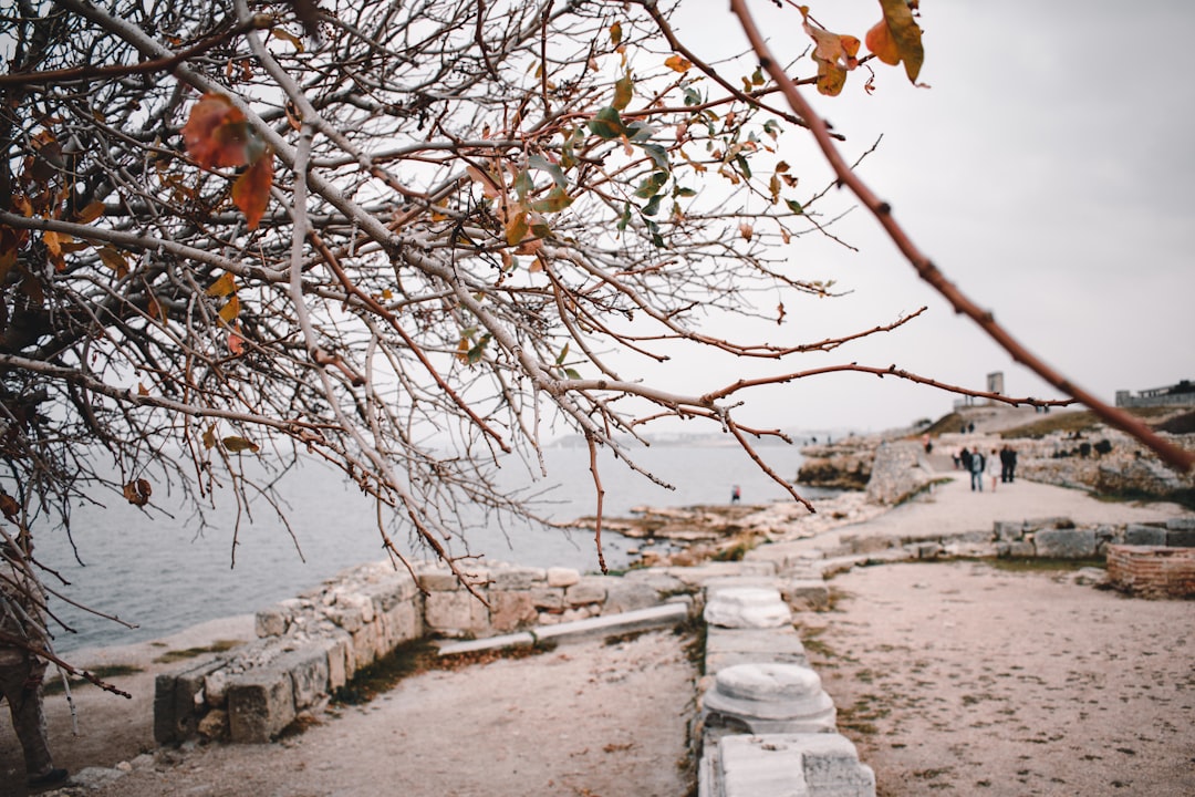 leafless tree near sea