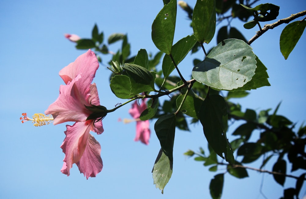 pink petaled flowers