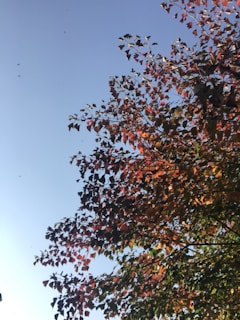 A vibrant tree with colorful leaves, symbolizing creativity and growth, set against a clear blue sky.