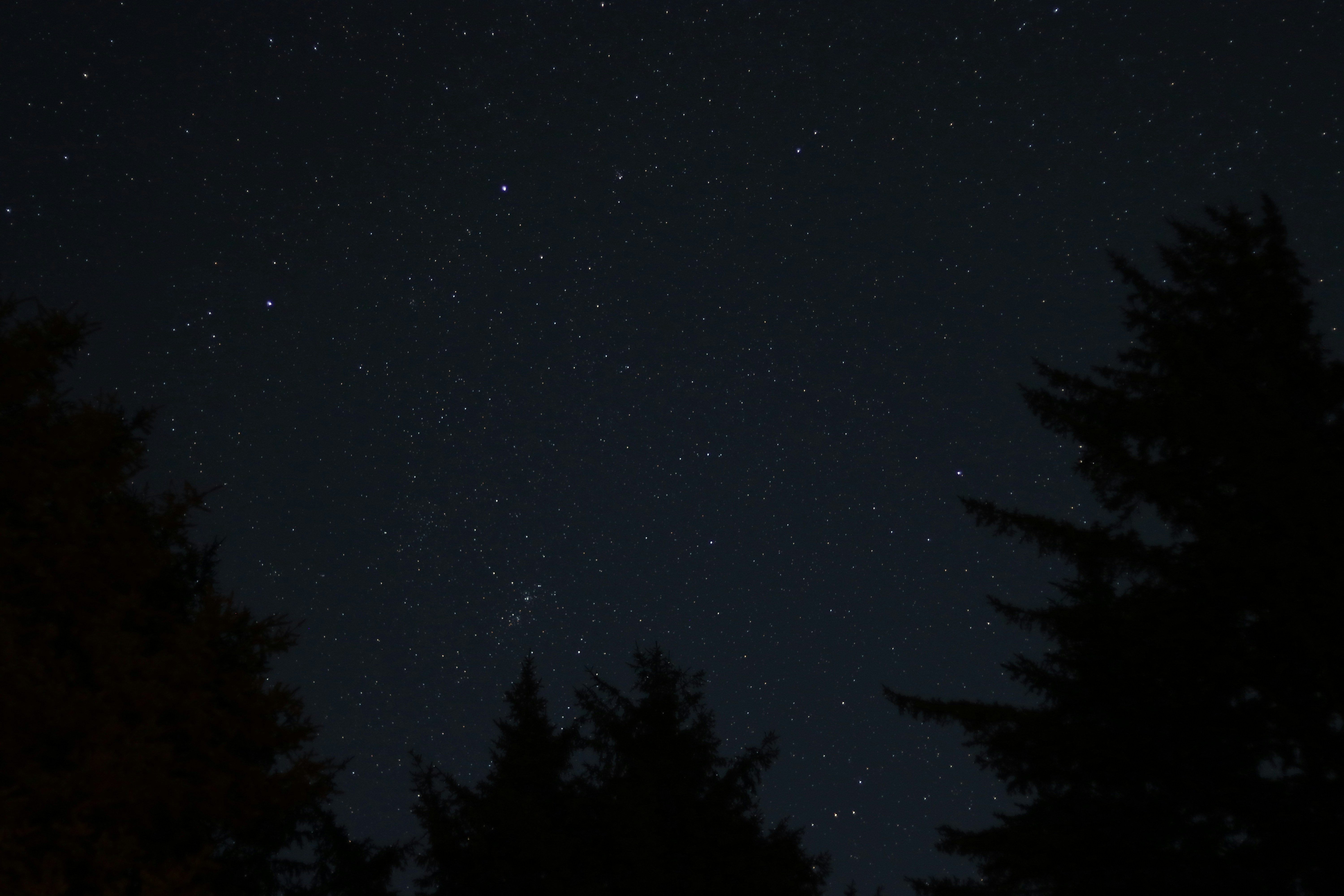 trees at night