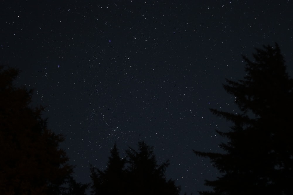 trees at night