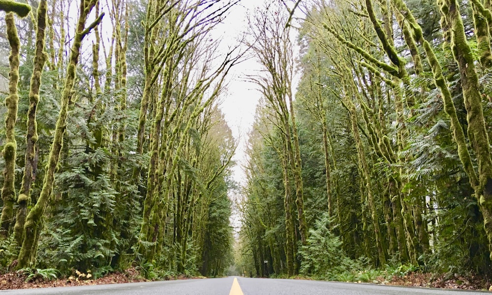 grey concrete road between trees