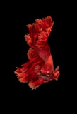 red Siamese fighting fish