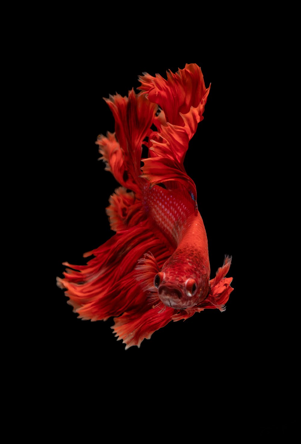 red Siamese fighting fish