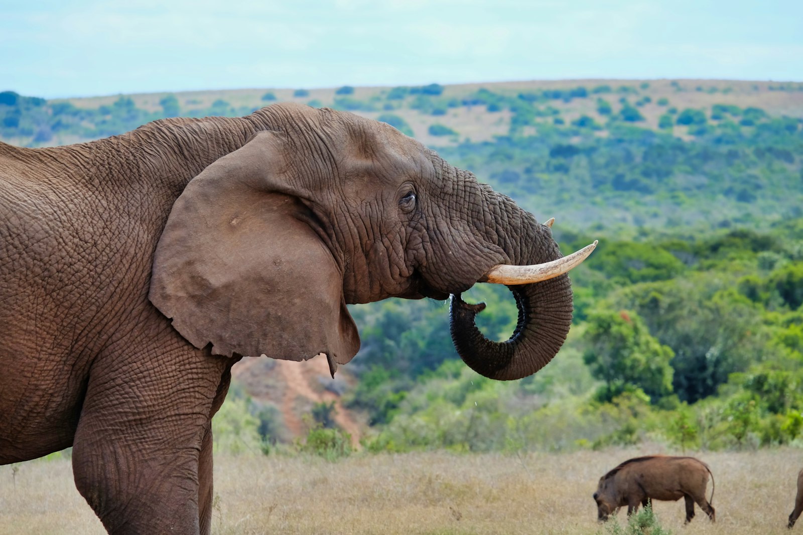 Fujifilm X-M1 + Fujifilm XC 50-230mm F4.5-6.7 OIS sample photo. Brown elephant standing near photography