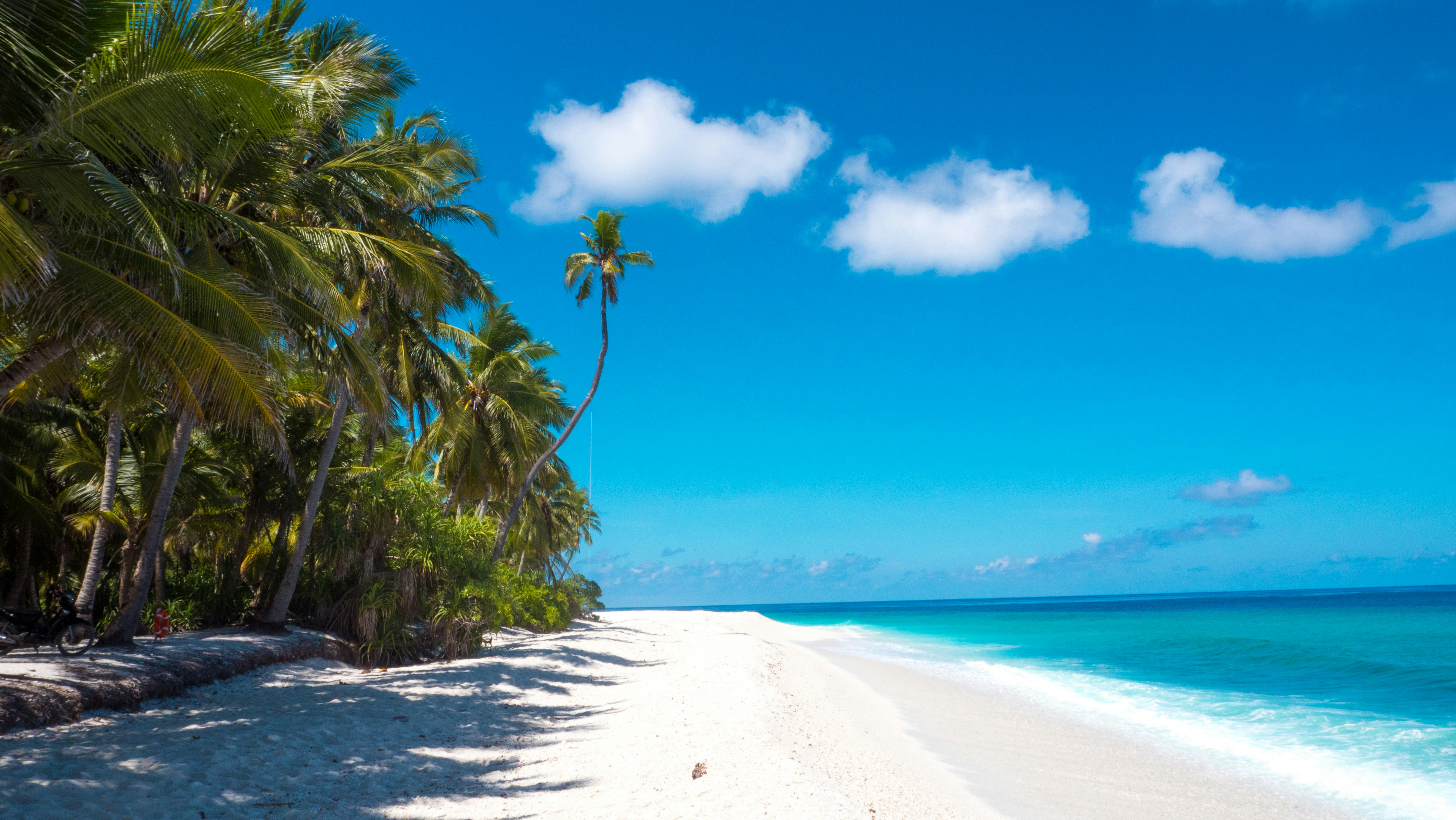 Sandy beach with palm trees and lounge chairs