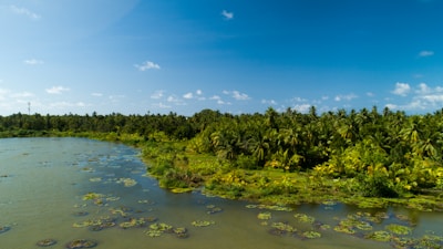 A serene landscape featuring lush green palm trees and other vegetation bordering a tranquil body of water. The sky is clear and blue, with scattered white clouds, enhancing the natural and peaceful setting.