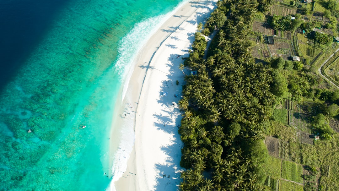 beach and forest during day