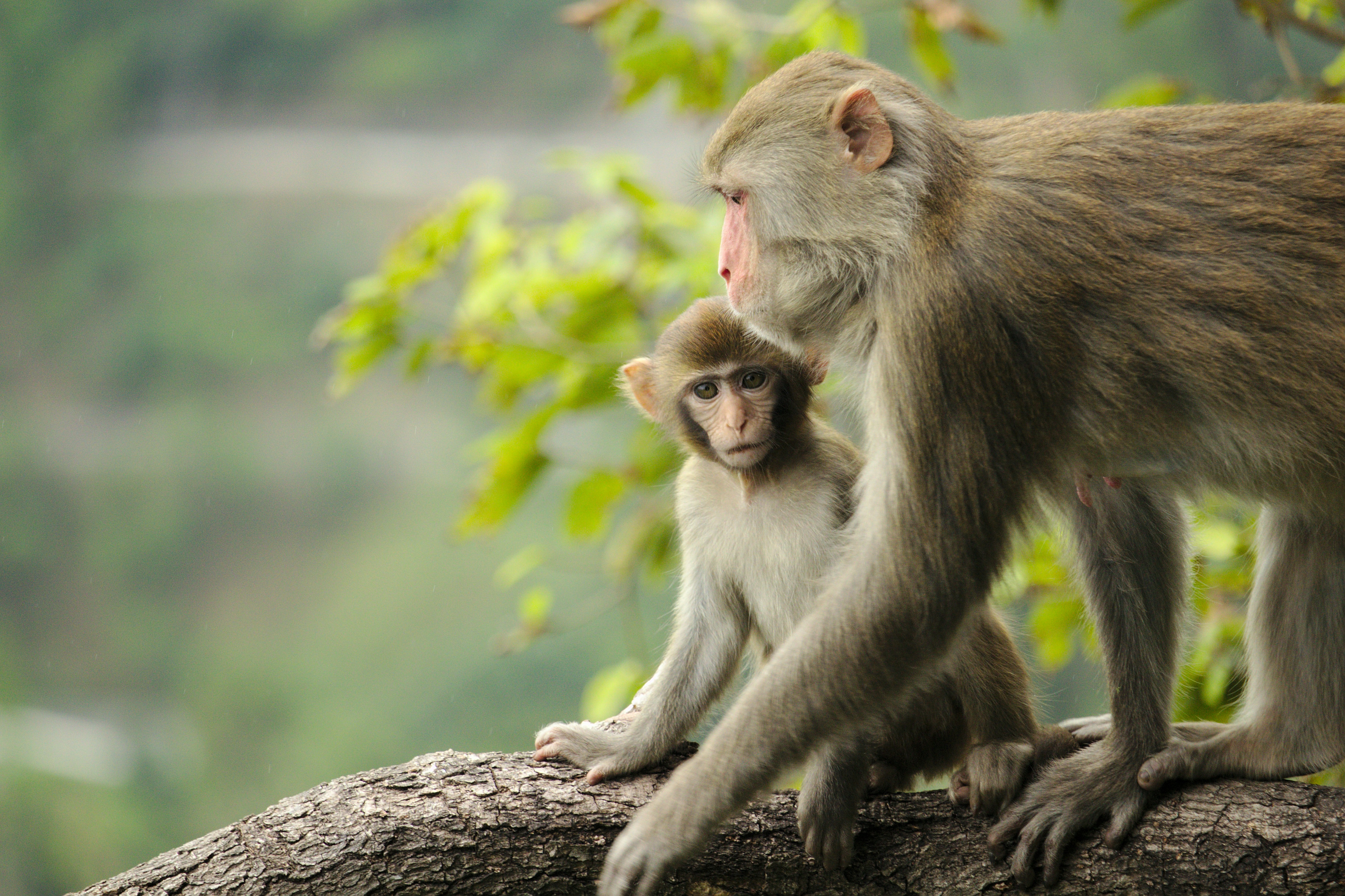 Photo by chromatograph