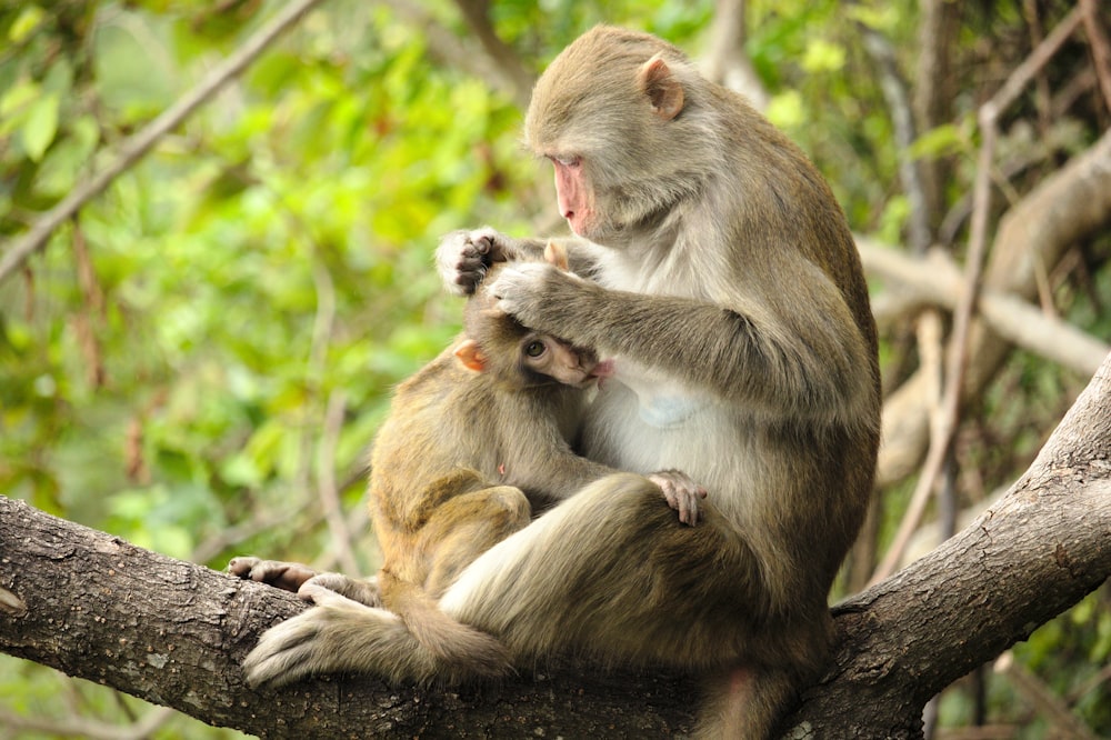 dois macacos marrons e brancos em cima de galho de árvore durante o dia